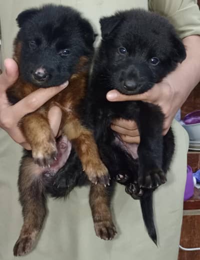 1 Month German Shepherd Pair - Healthy & Active - Black Long Coat