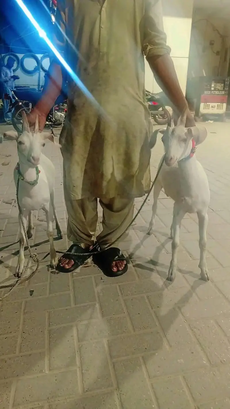 Teddy Male Goat - 6 Months Old, Healthy & Active