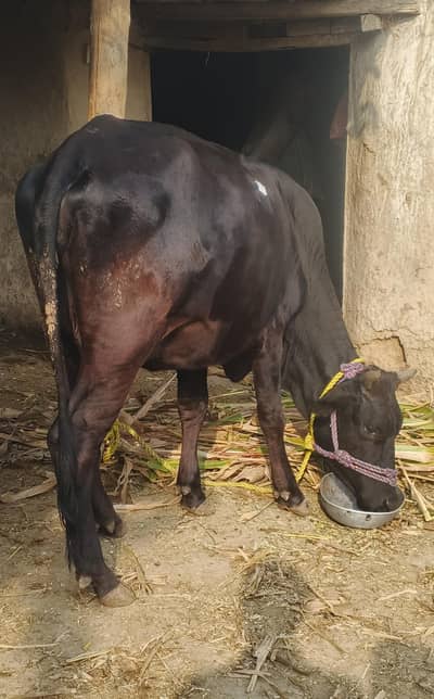 jerce oregnal garante ka sath sath ha bacha be ha
