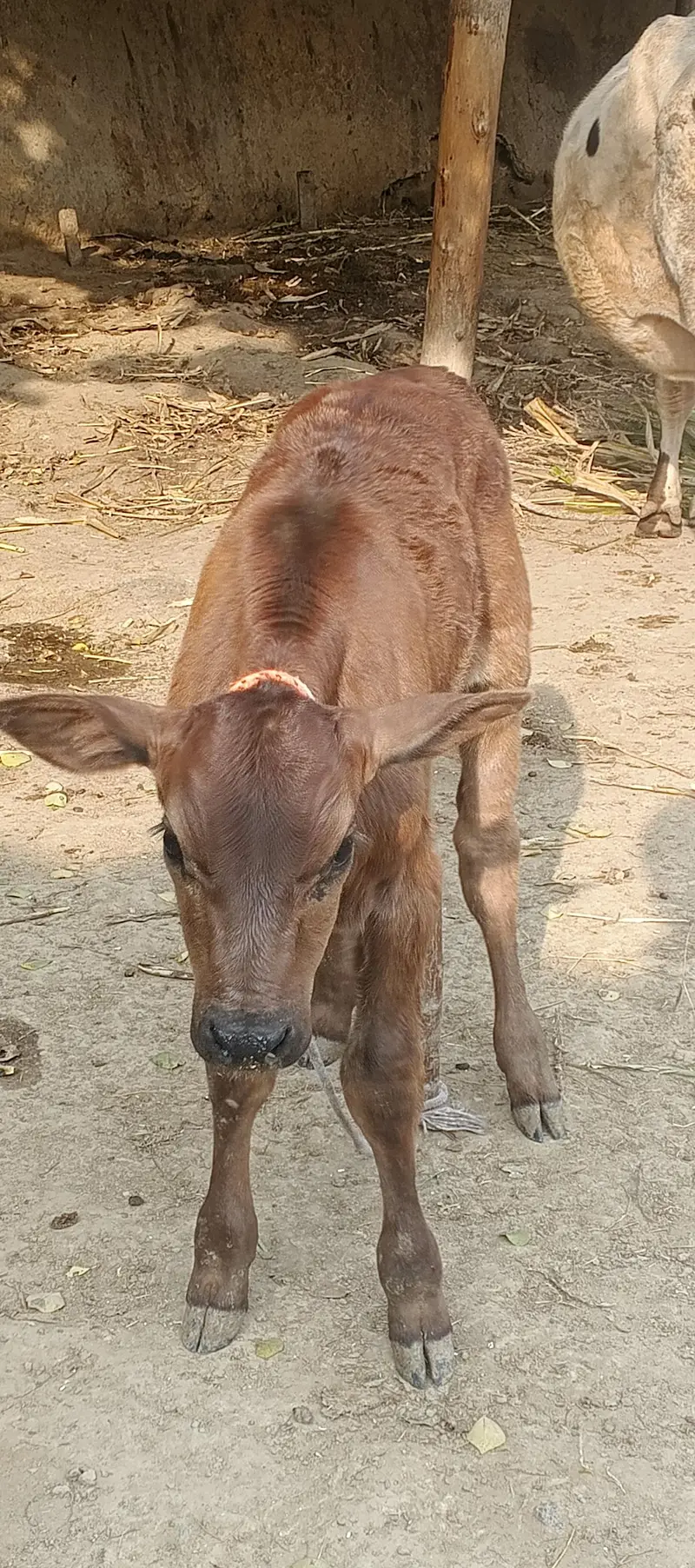 jerce oregnal garante ka sath sath ha bacha be ha — photo 2