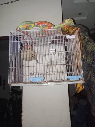 gray java breeder pair and cage for sale