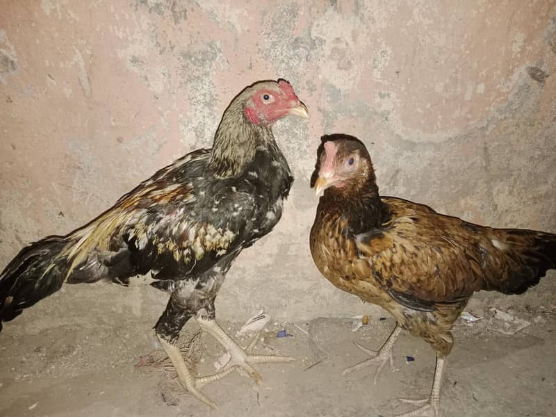 aseel pure 0