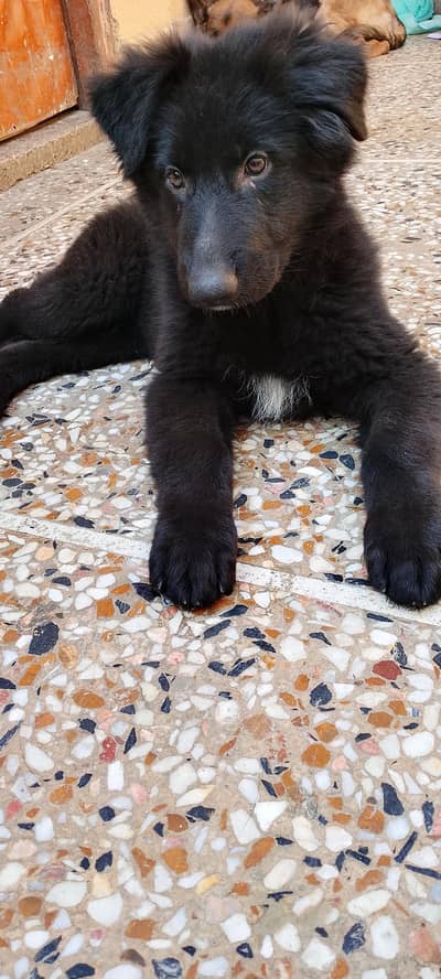 female puppy black