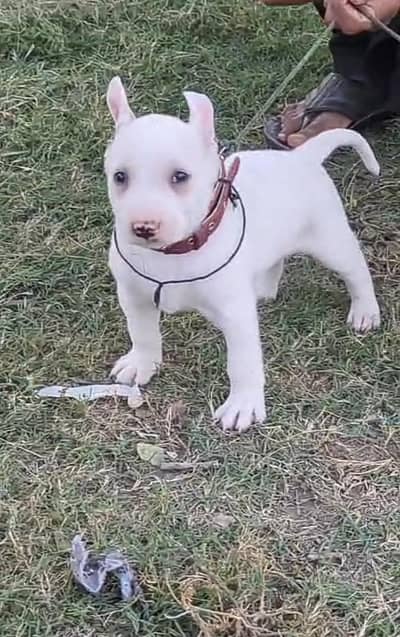 Quadri gultair male for sale