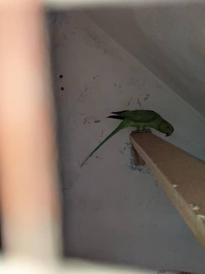 green parrot