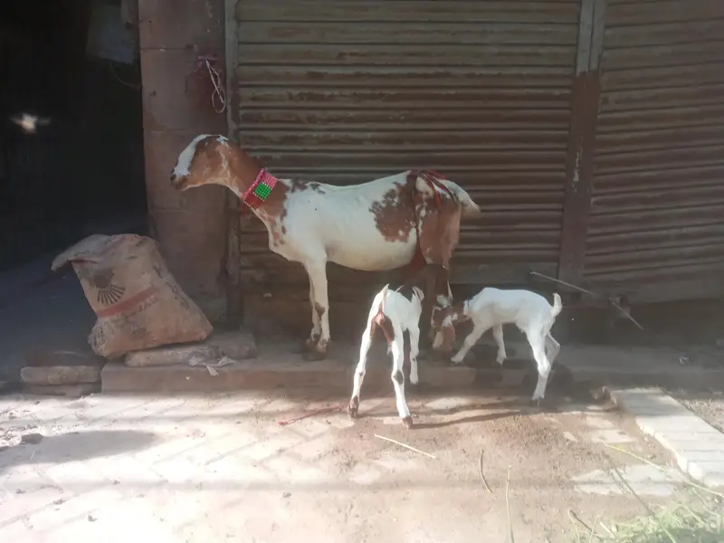 tapri female with 2 kids