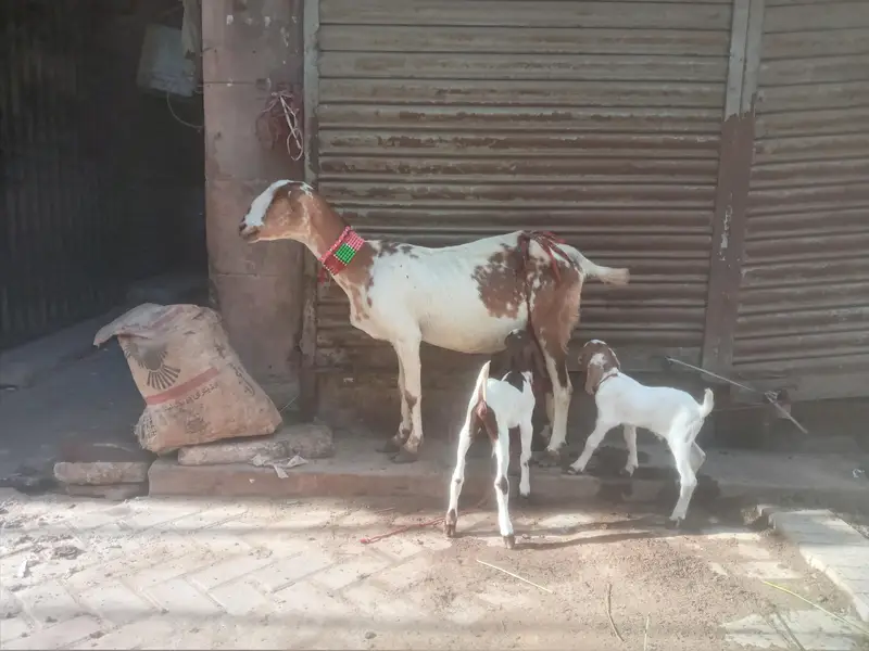 tapri female with 2 kids — photo 2
