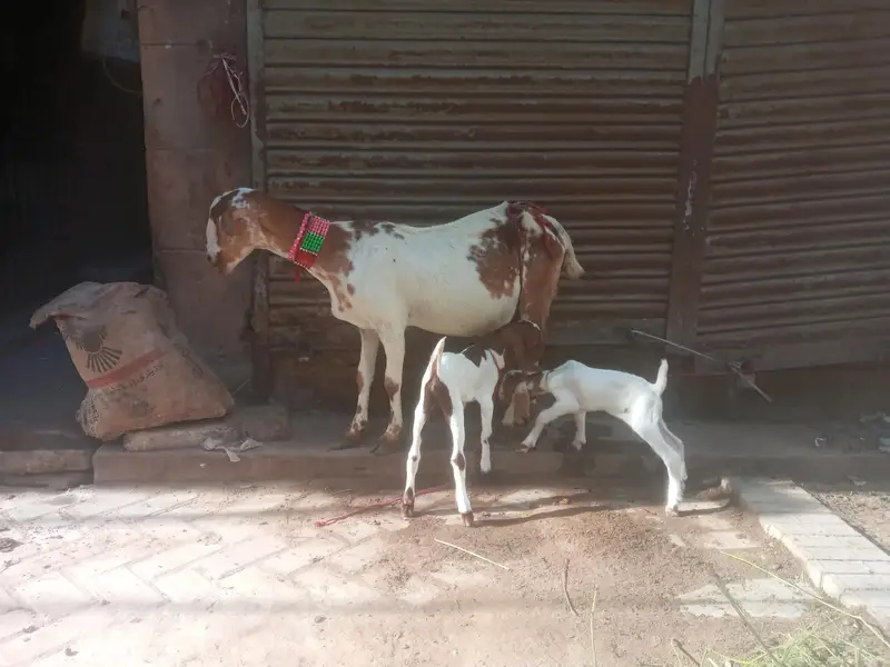 tapri female with 2 kids — photo 3