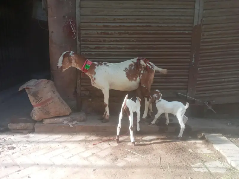 tapri female with 2 kids — photo 4