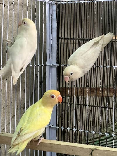Fisher females for sale