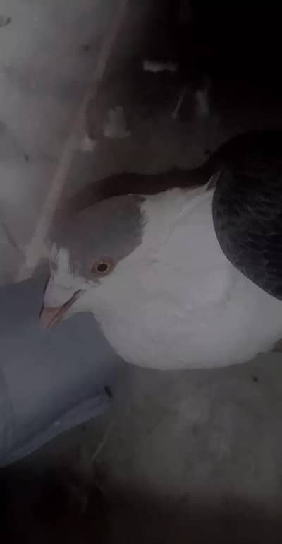 pigeon