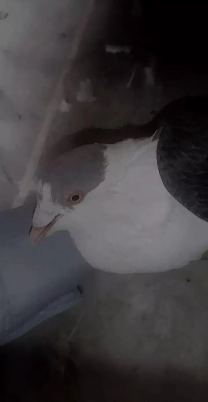 pigeon