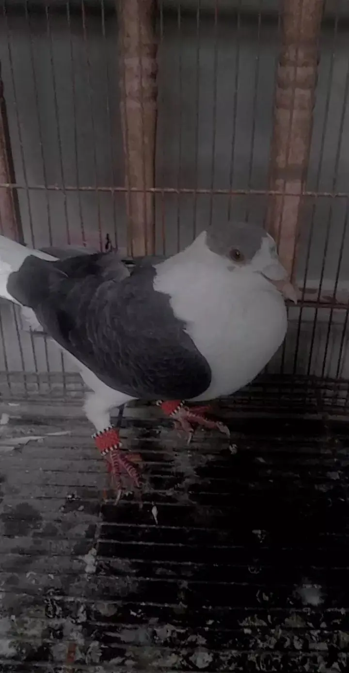 pigeon — photo 2
