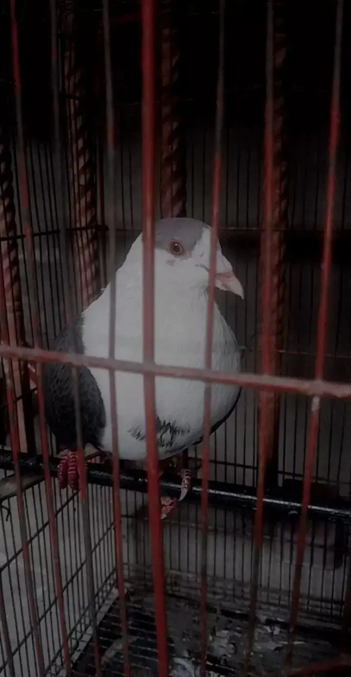 pigeon — photo 3