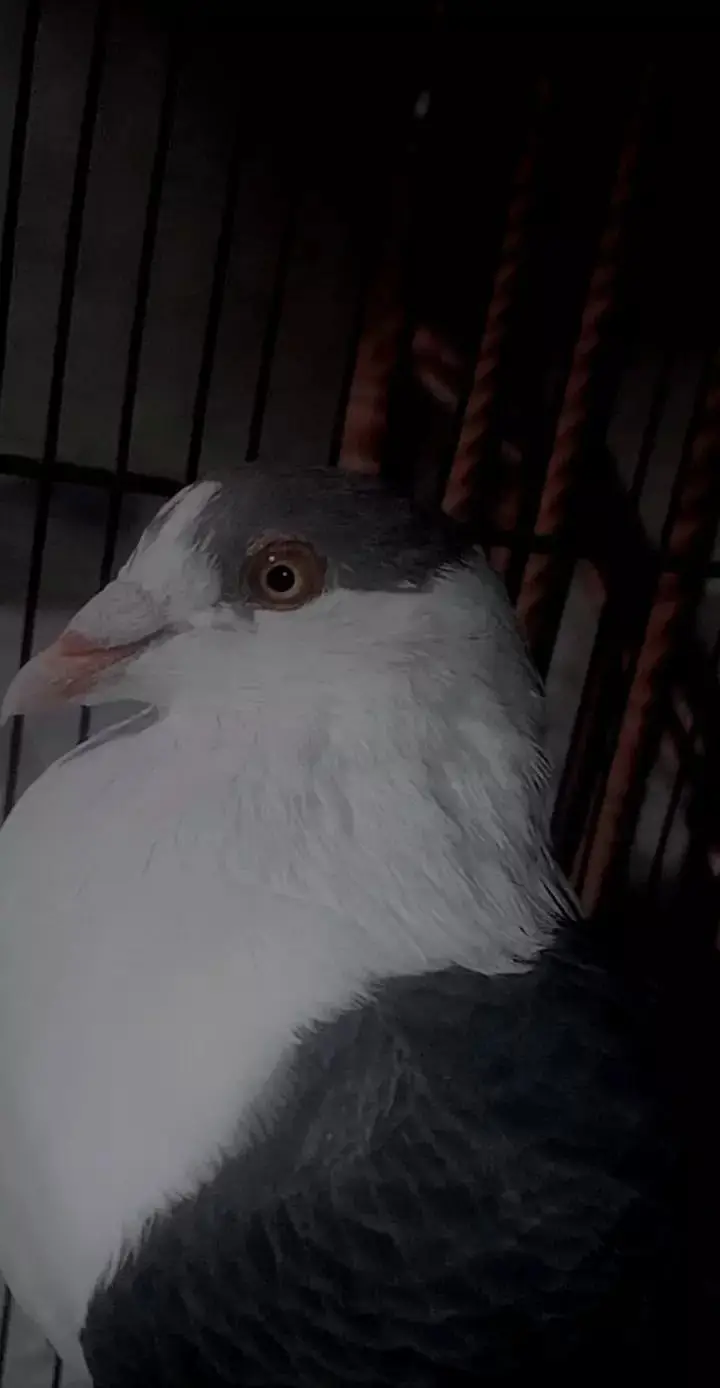 pigeon — photo 5