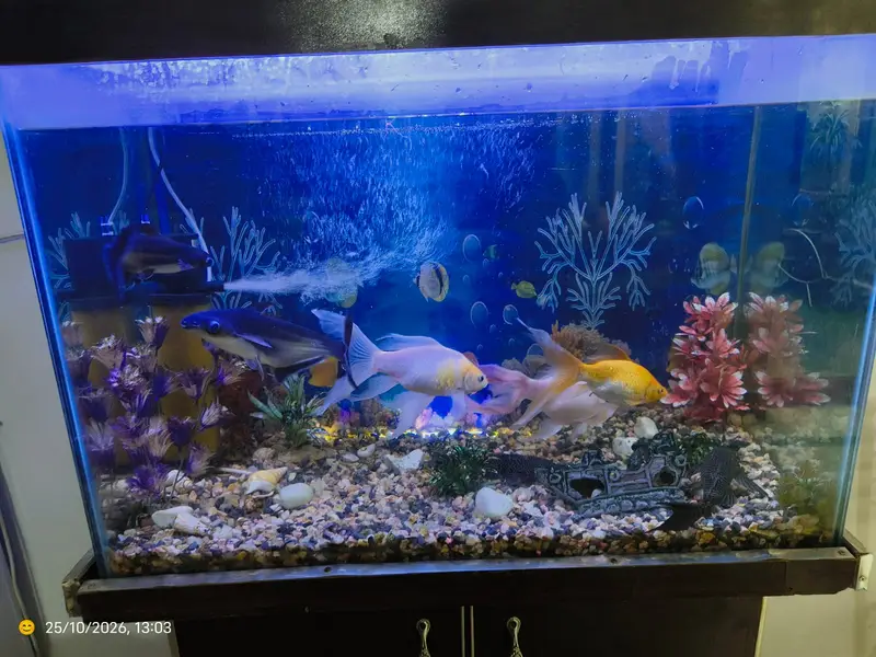Aquarium with fish - Complete Setup With Filter, Light & Accessories — photo 2