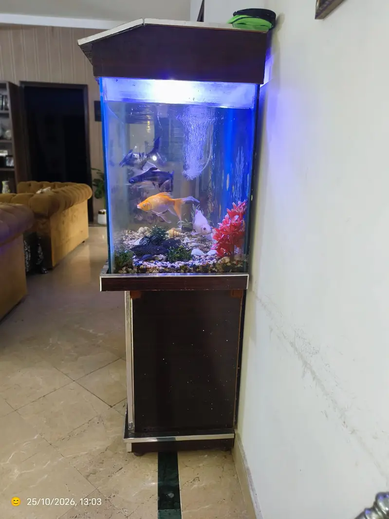 Aquarium with fish - Complete Setup With Filter, Light & Accessories — photo 4