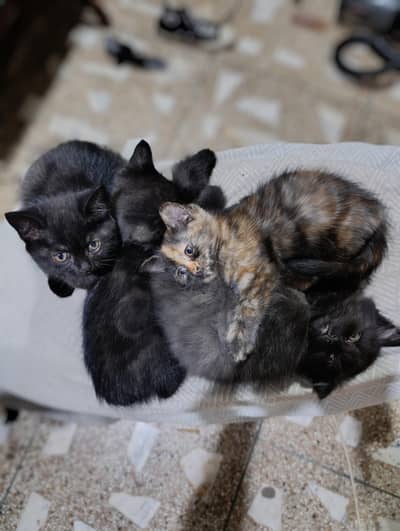 Three kittens for adoption