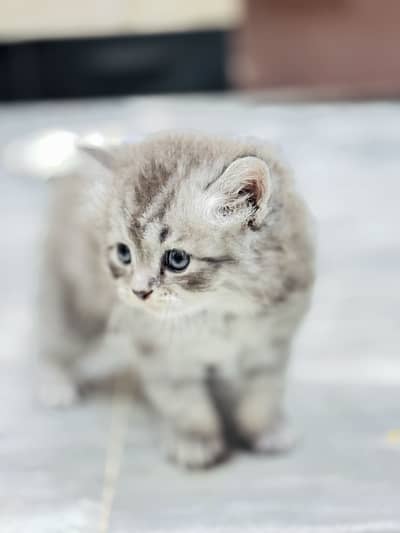 Percian Gray