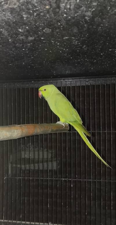 green Male for sale 03143275503