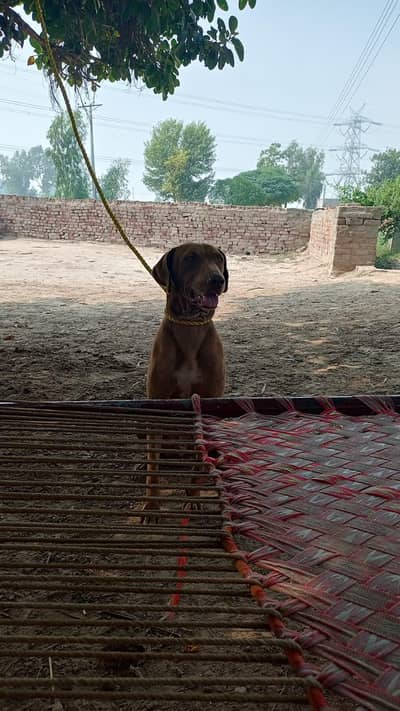 Chocolate Labrador for Sale — Well Maintained"