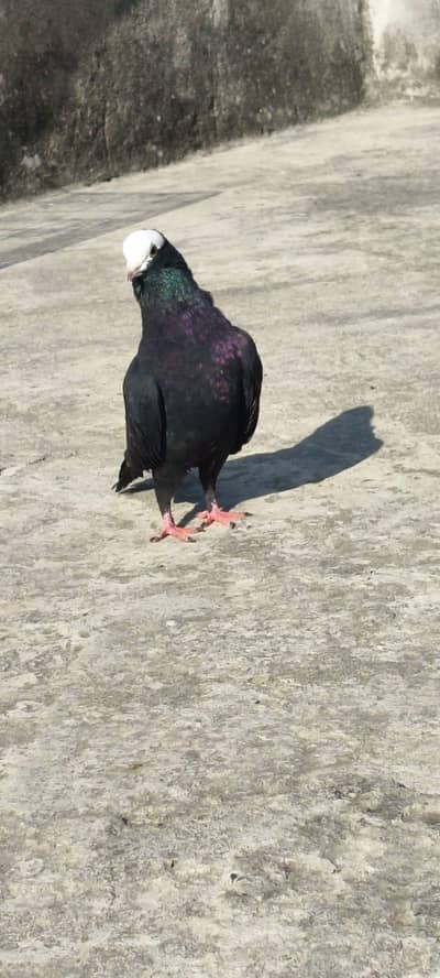 pigeon kabotar