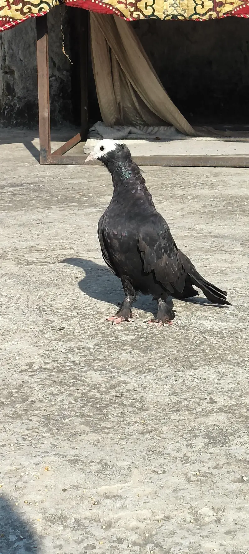 pigeon kabotar — photo 2