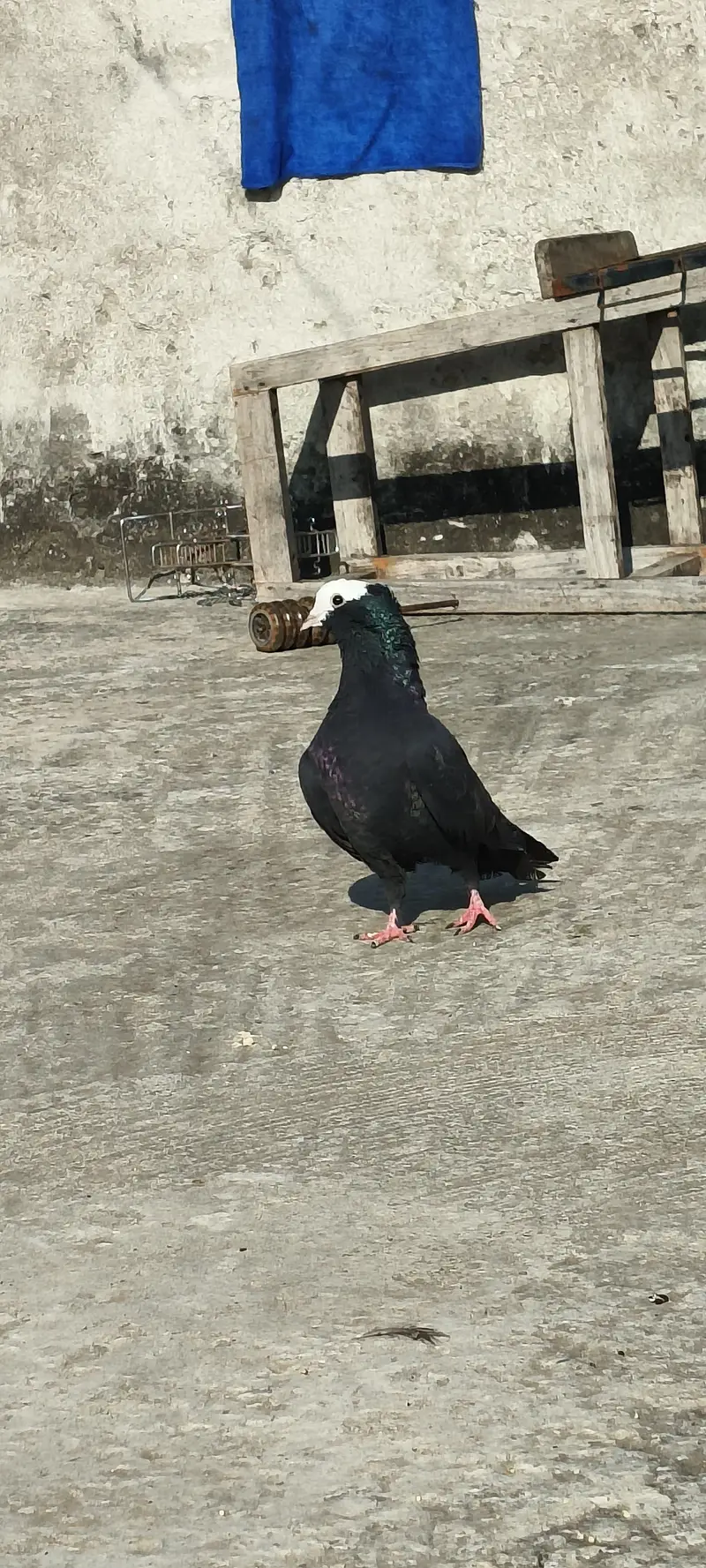 pigeon kabotar — photo 3