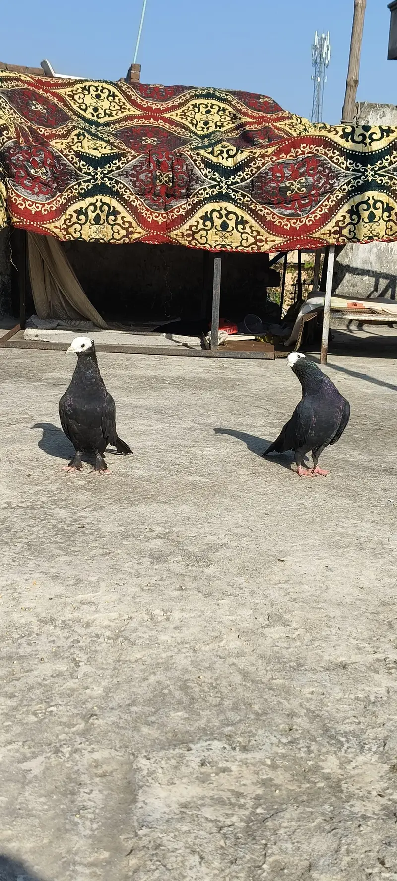 pigeon kabotar — photo 4