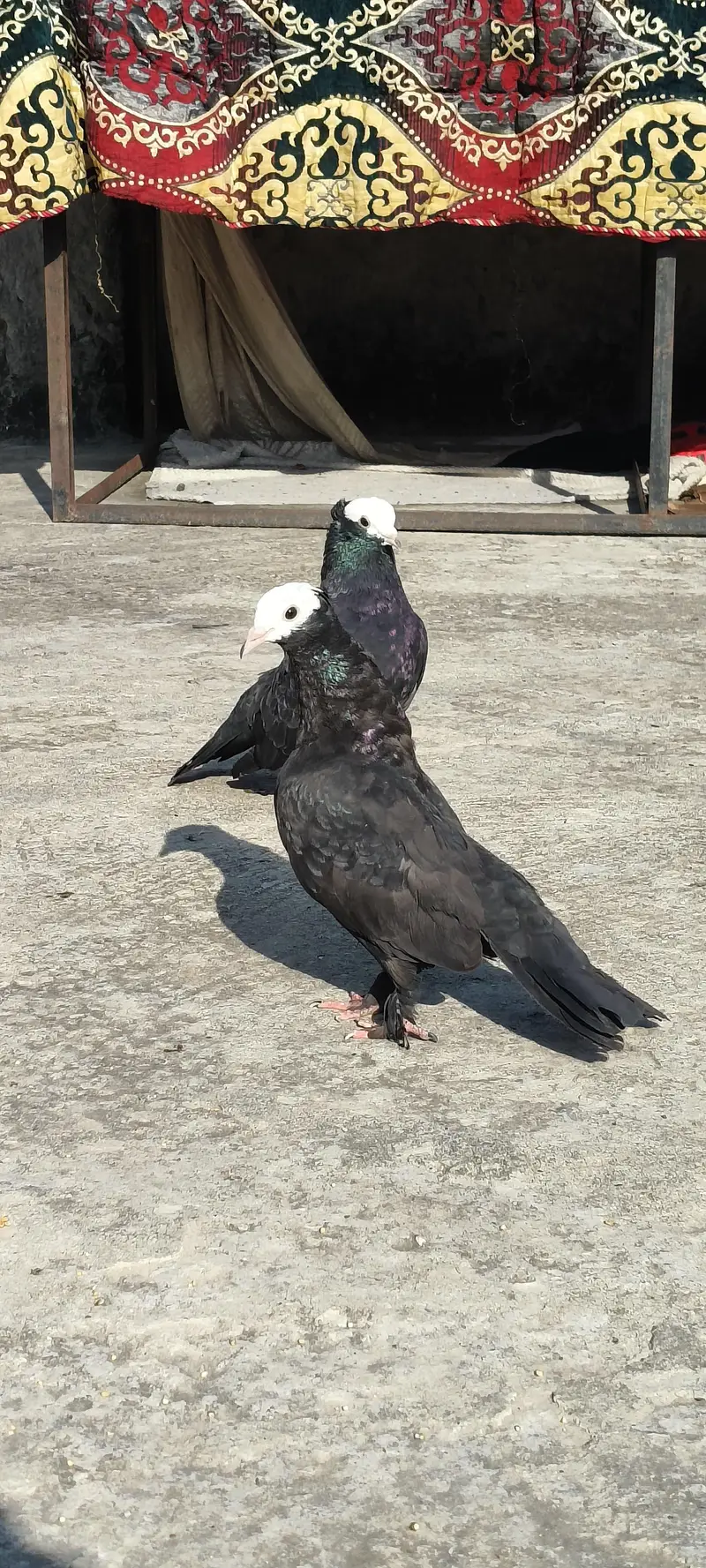 pigeon kabotar — photo 5