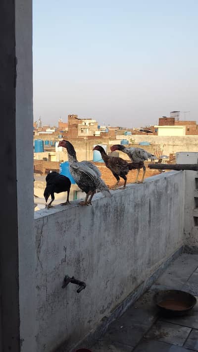 aseel murga murgi heera murgi