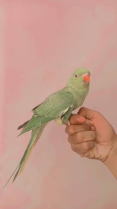 RINGNECK FULL TAME