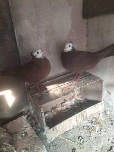 Mukhi Pair