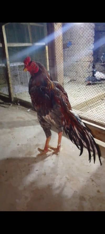 aseel mianvali patha for sale