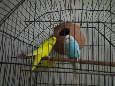 three parrot budgie one male 2 female multi colors healthy and active