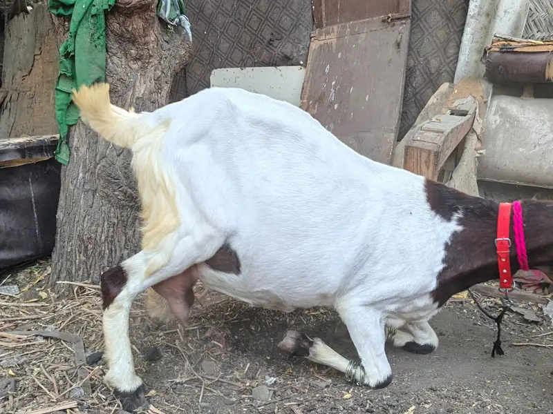 Pateri jumbo size bkri — photo 2