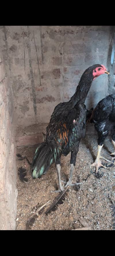 Top quality panas pakkoy yorkkian breed