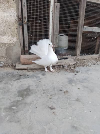 I am Selling Out Class Pigeons Different Price