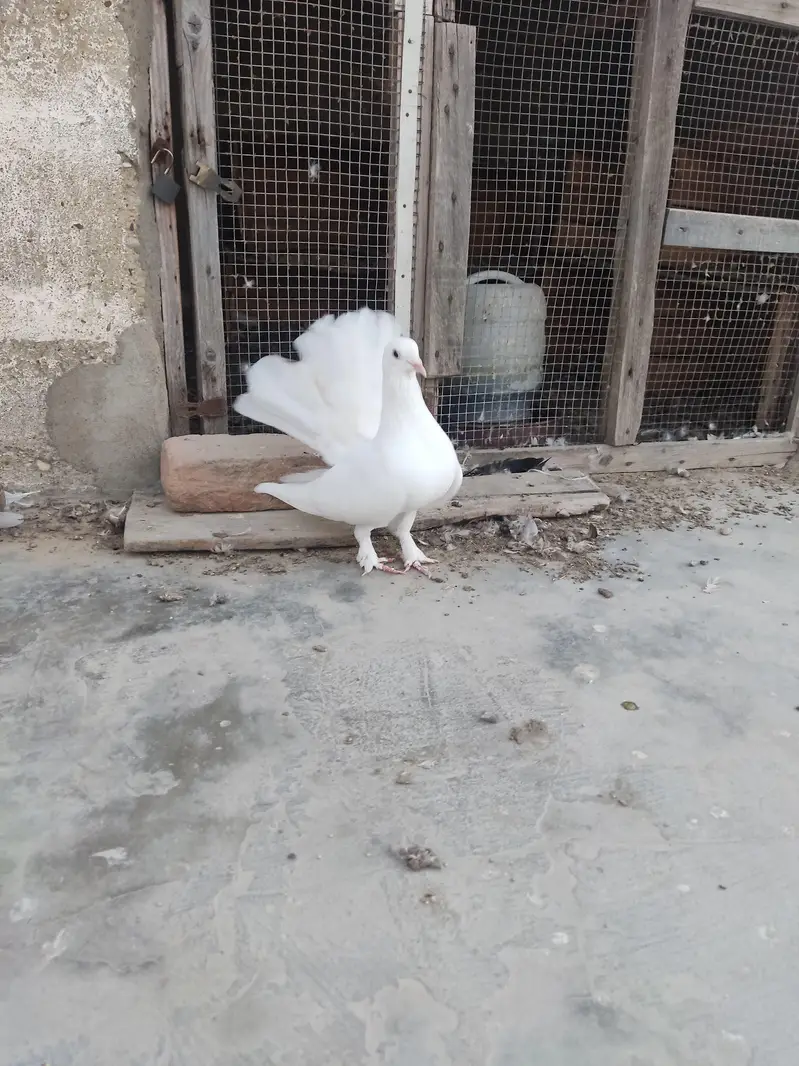 I am Selling Out Class Pigeons Different Price