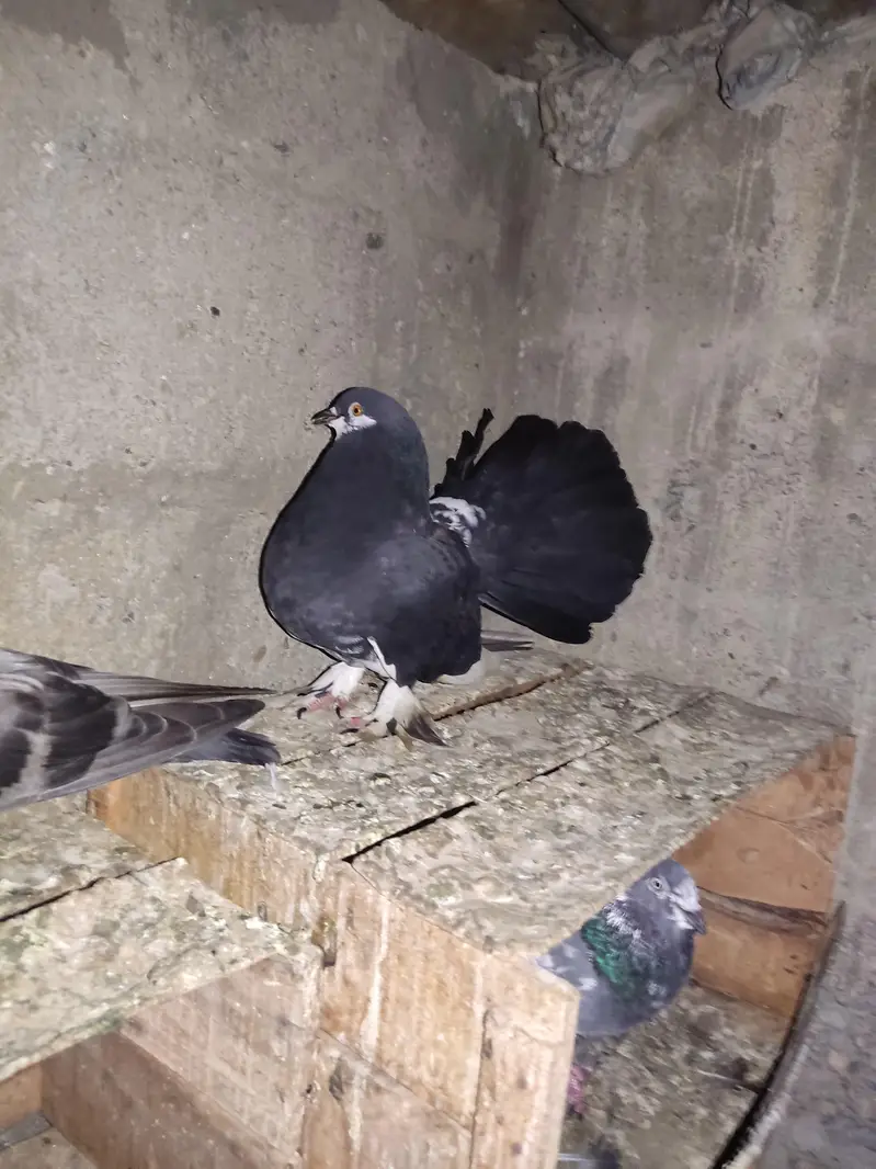 I am Selling Out Class Pigeons Different Price — photo 2