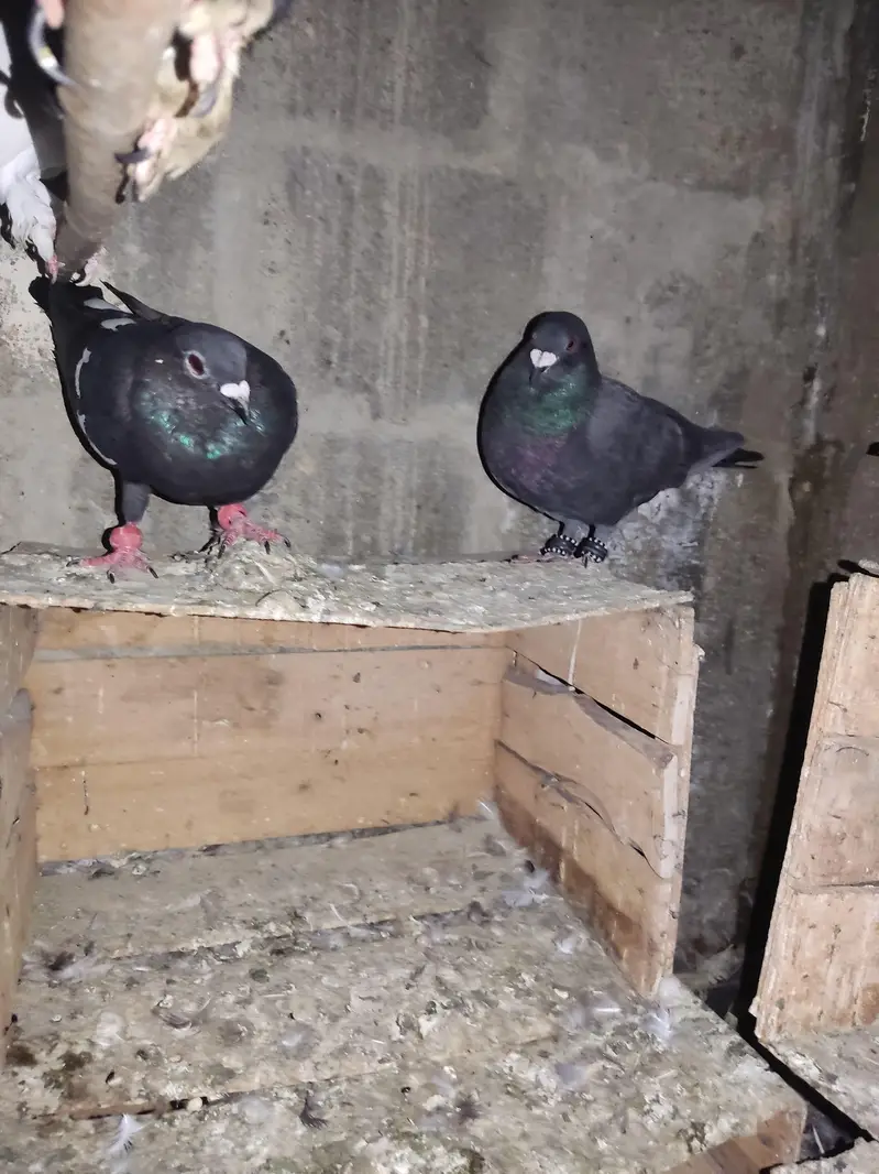 I am Selling Out Class Pigeons Different Price — photo 3