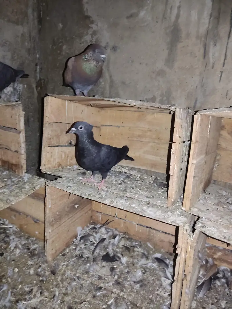 I am Selling Out Class Pigeons Different Price — photo 4