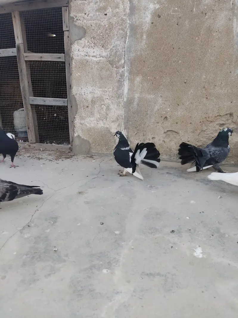 I am Selling Out Class Pigeons Different Price — photo 5
