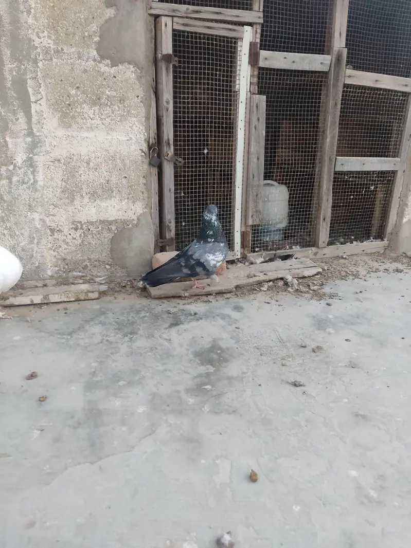 I am Selling Out Class Pigeons Different Price — photo 6