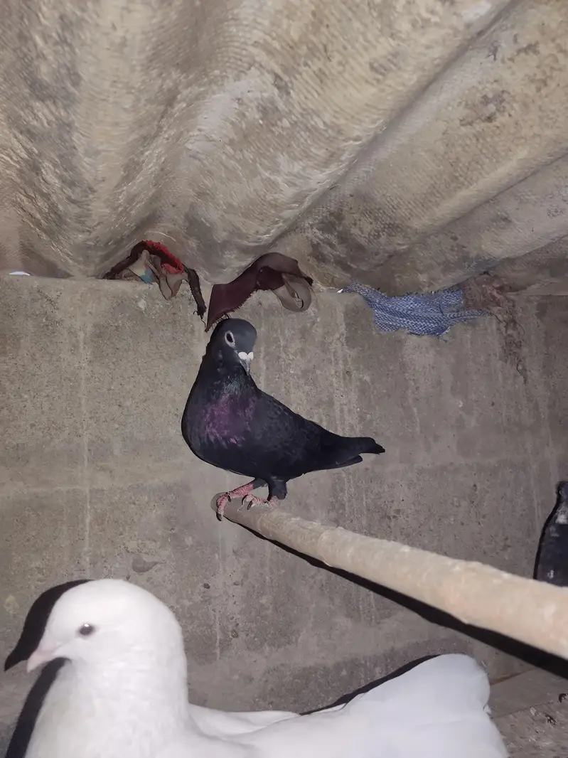 I am Selling Out Class Pigeons Different Price — photo 7