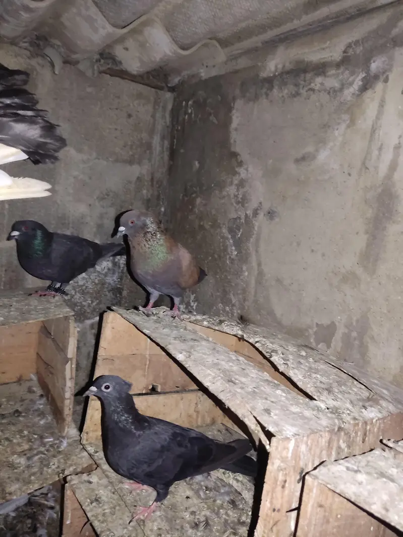 I am Selling Out Class Pigeons Different Price — photo 8