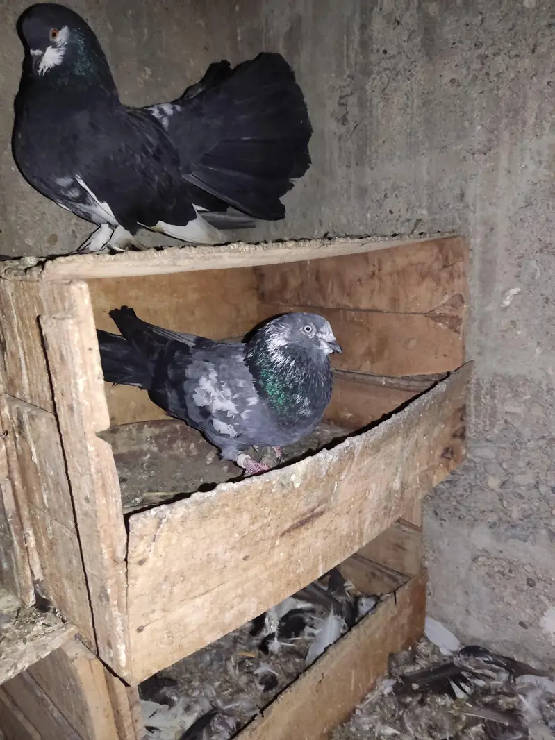 I am Selling Out Class Pigeons Different Price — photo 9