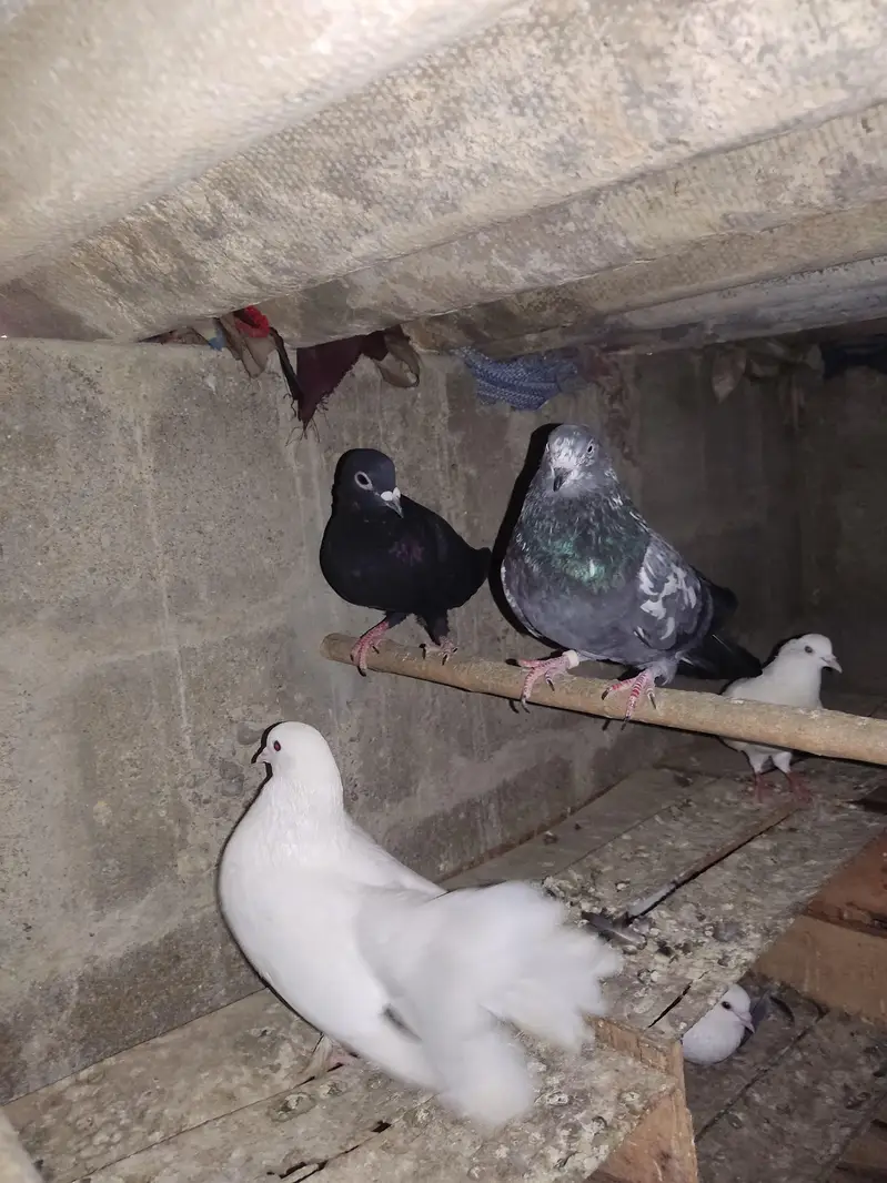 I am Selling Out Class Pigeons Different Price — photo 10