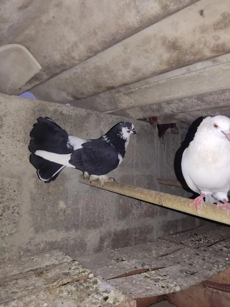 I am Selling Out Class Pigeons Different Price — photo 11