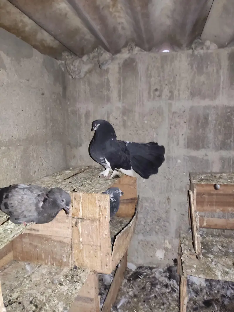 I am Selling Out Class Pigeons Different Price — photo 12